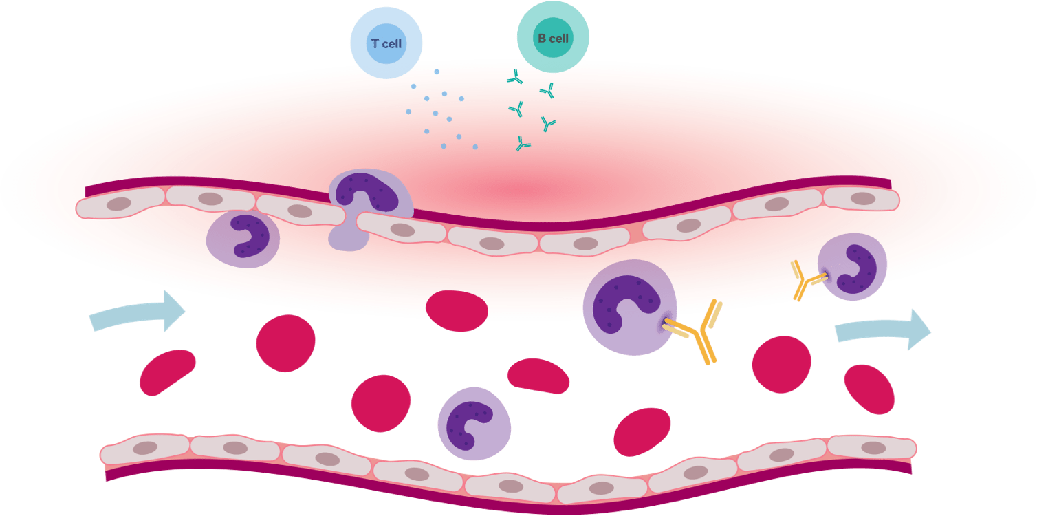 VB-601 is an antibody that binds circulating monocytes and blocks their ability to exit the blood and migrate to inflammatory tissues. Mobility of B or T cells is not affected.