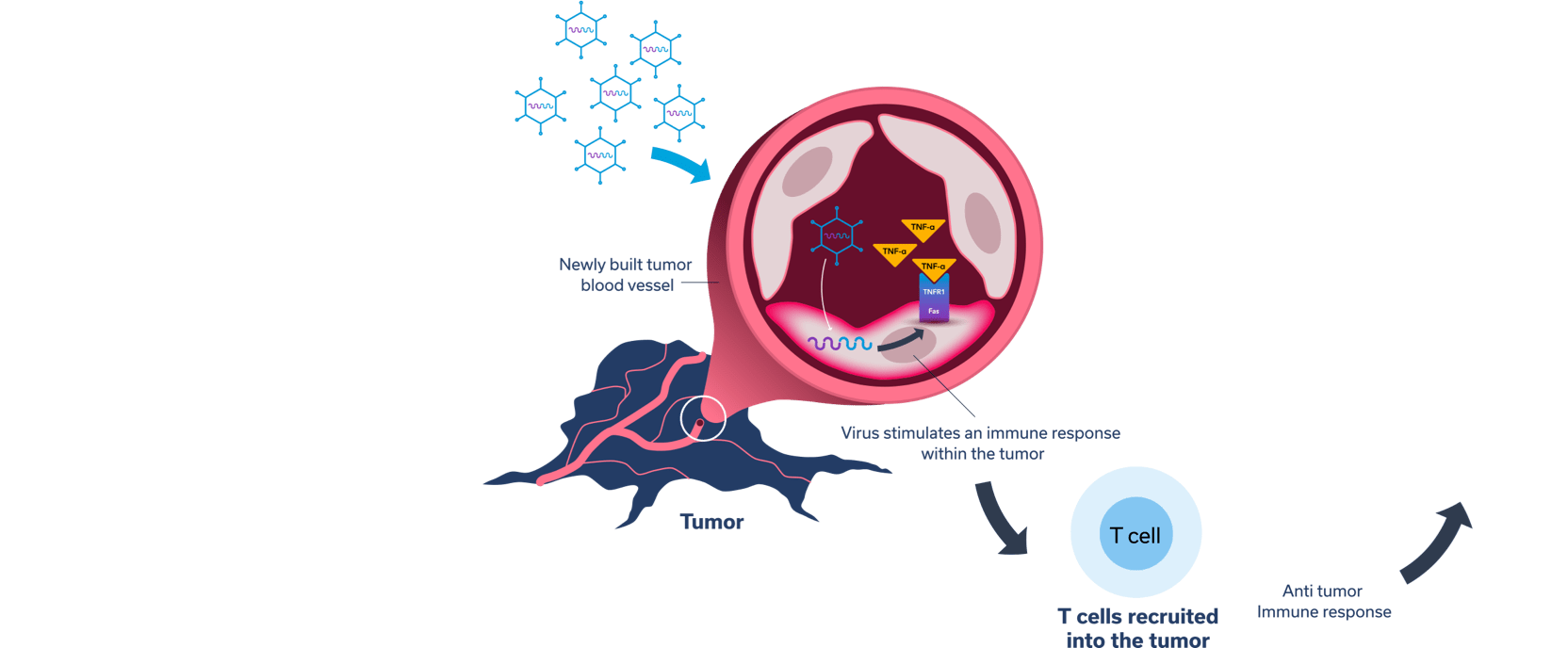 The genetic code disrupts the blood vessels which supply oxygen and nutrients to the tumor, leading to tumor starvation and shrinkage.